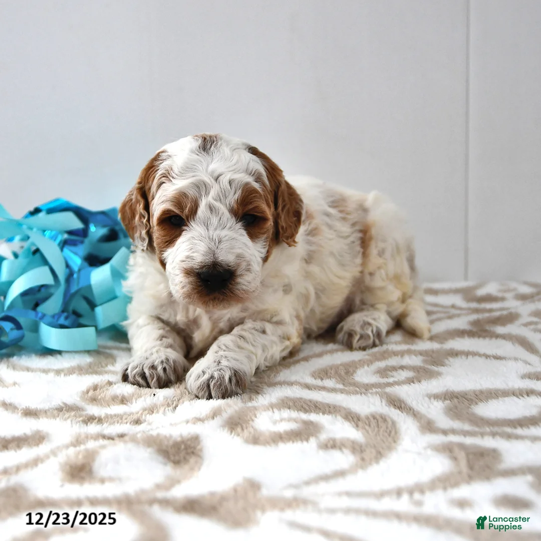 Mini Goldendoodle dogs for sale: Captain - Ad 11