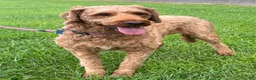 Irish Doodle dogs for sale: Maggie - Ad 15