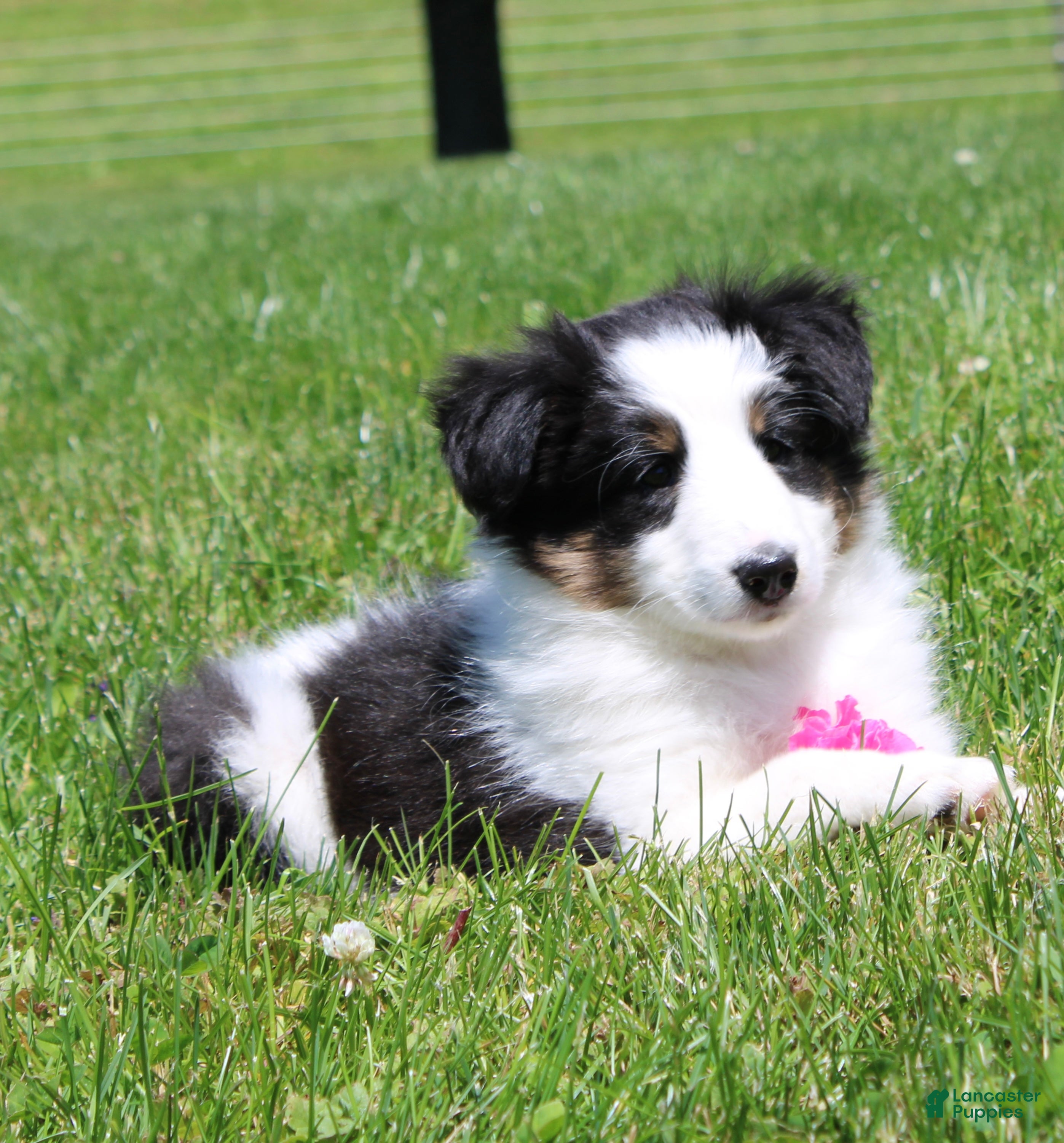 Shetland Sheepdog dogs Tasha - Ad 1