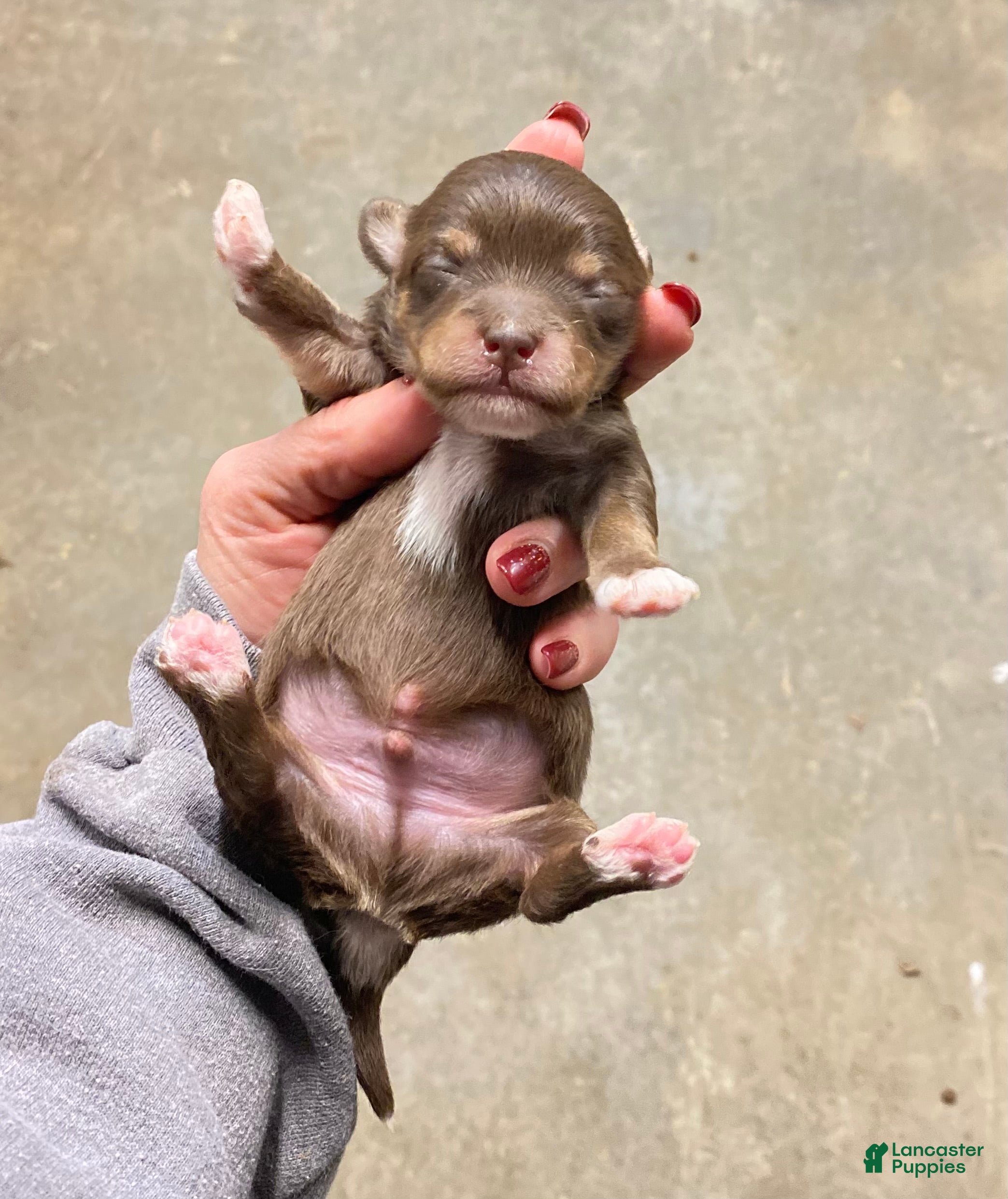 Mixed Breed dogs Mixed Breed Puppy 3 - Ad 29