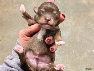 Mixed Breed dogs Mixed Breed Puppy 3 - Ad 40