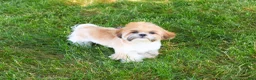 Shih Tzu dogs for sale: Theon  - Ad 13