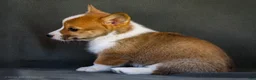 Welsh Corgi Pembroke dogs for sale: Bitsie - Ad 5
