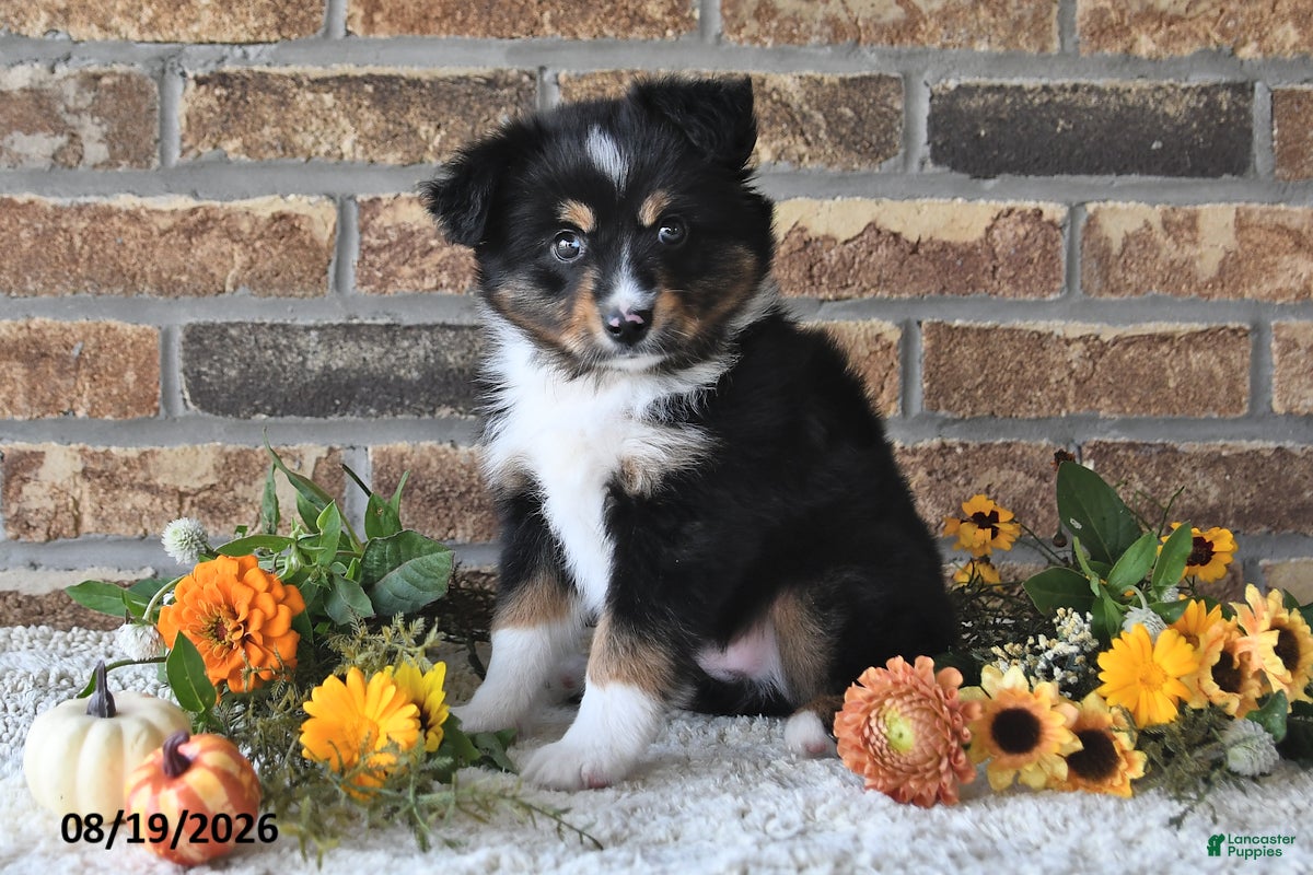 Miniature Australian Shepherd dogs Geo - Ad 2