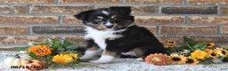 Miniature Australian Shepherd dogs for sale: Geo - Ad 2