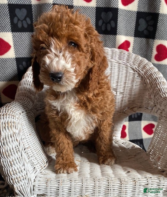 Mini Goldendoodle dogs Captain - Ad 2