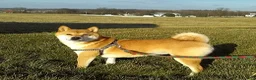 Shiba Inu dogs for sale: Frisky - Ad 6