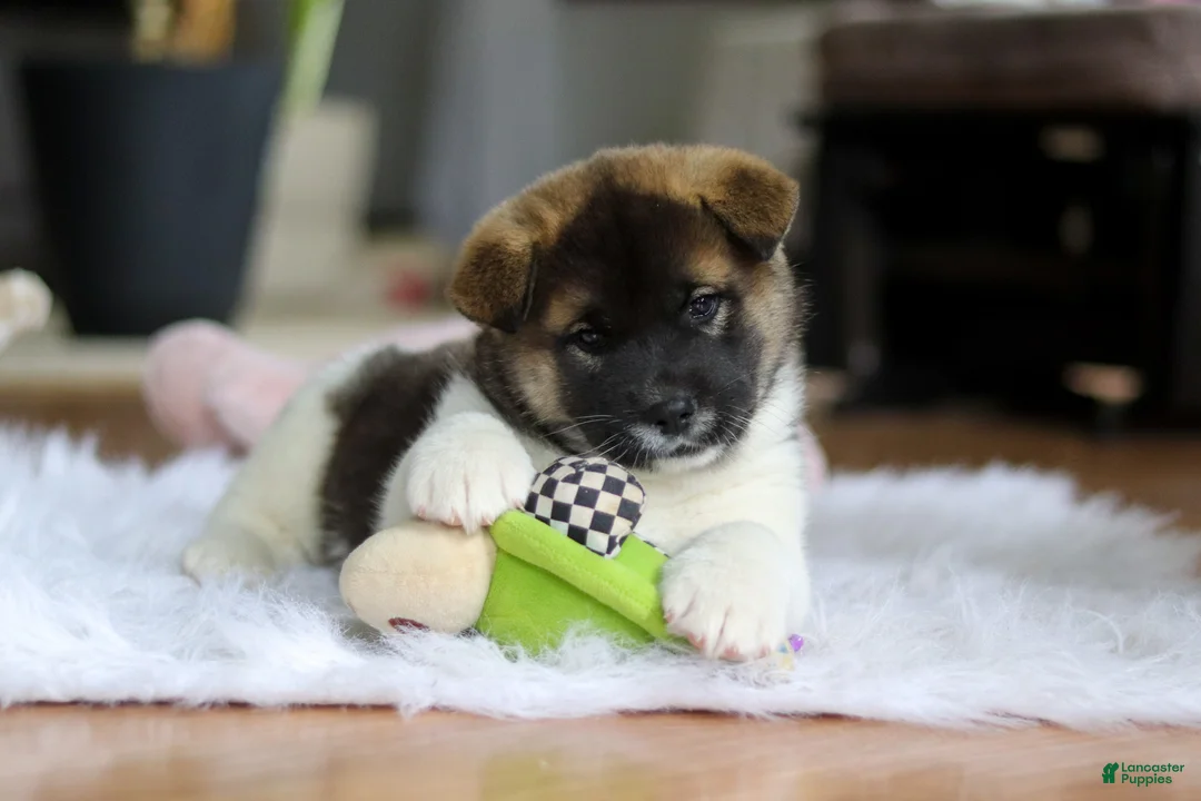 Akita dogs for sale: Jewel - Ad 9
