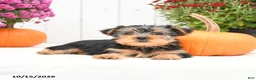 Yorkshire Terrier dogs for sale: Homer - Ad 3