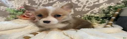 Welsh Corgi Pembroke dogs for sale: Skye - Ad 4