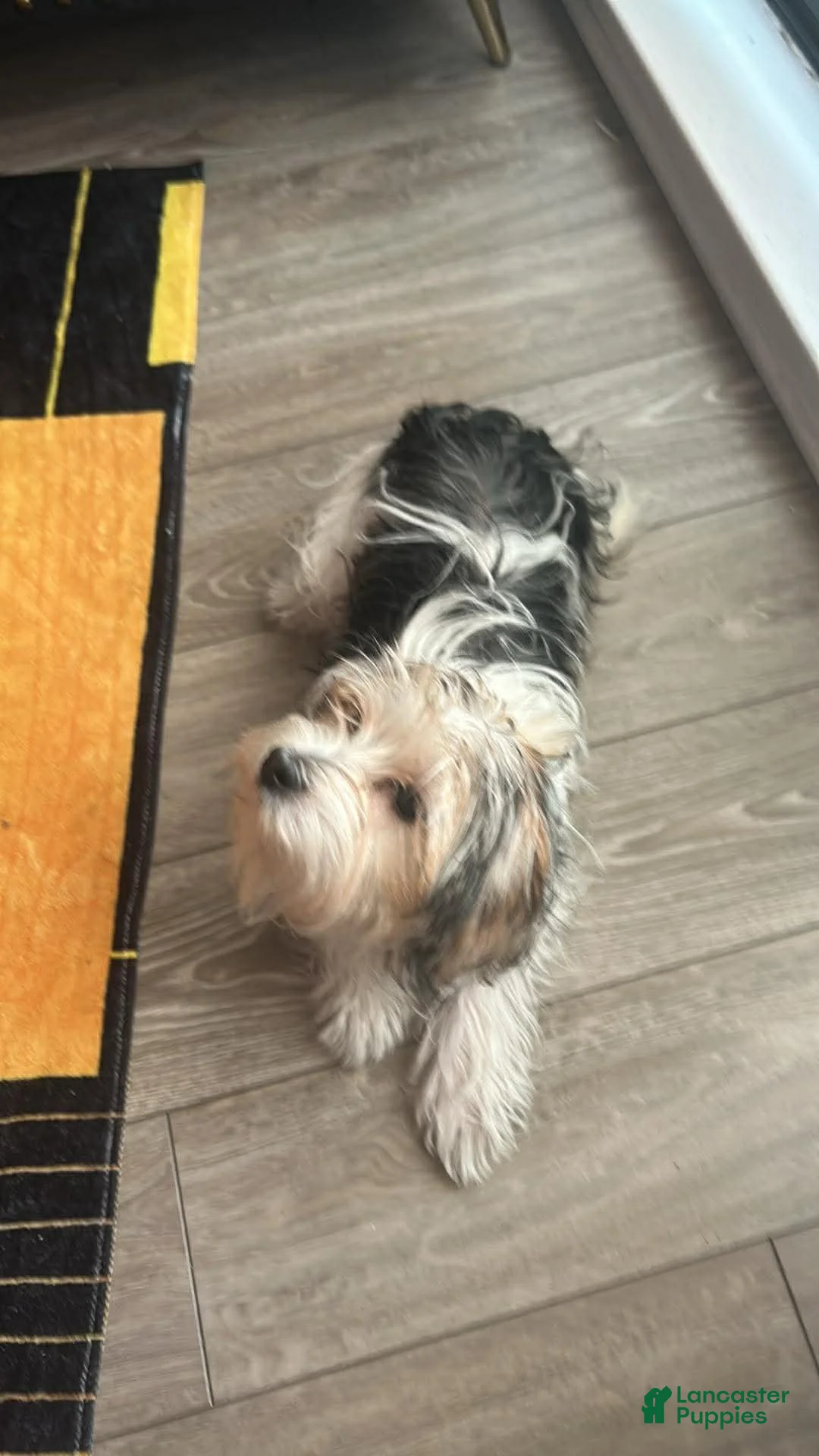 Morkie dogs for sale: Morkie Puppy 1 - Ad 1
