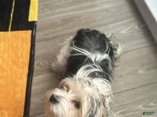 Morkie dogs Morkie Puppy 1 - Ad 41