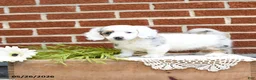 Miniature Dachshund dogs for sale: Jemma - Ad 4