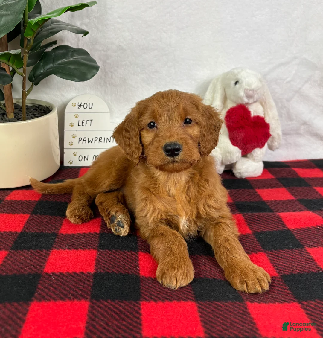 Mini Goldendoodle dogs for sale: Gala - Ad 1