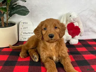 Mini Goldendoodle dogs Gala - Ad 10