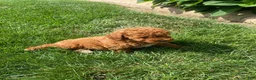 Miniature Poodle dogs for sale: Fran - Ad 5
