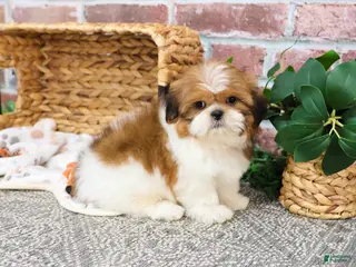 Shih Tzu dogs Duke - Ad 42