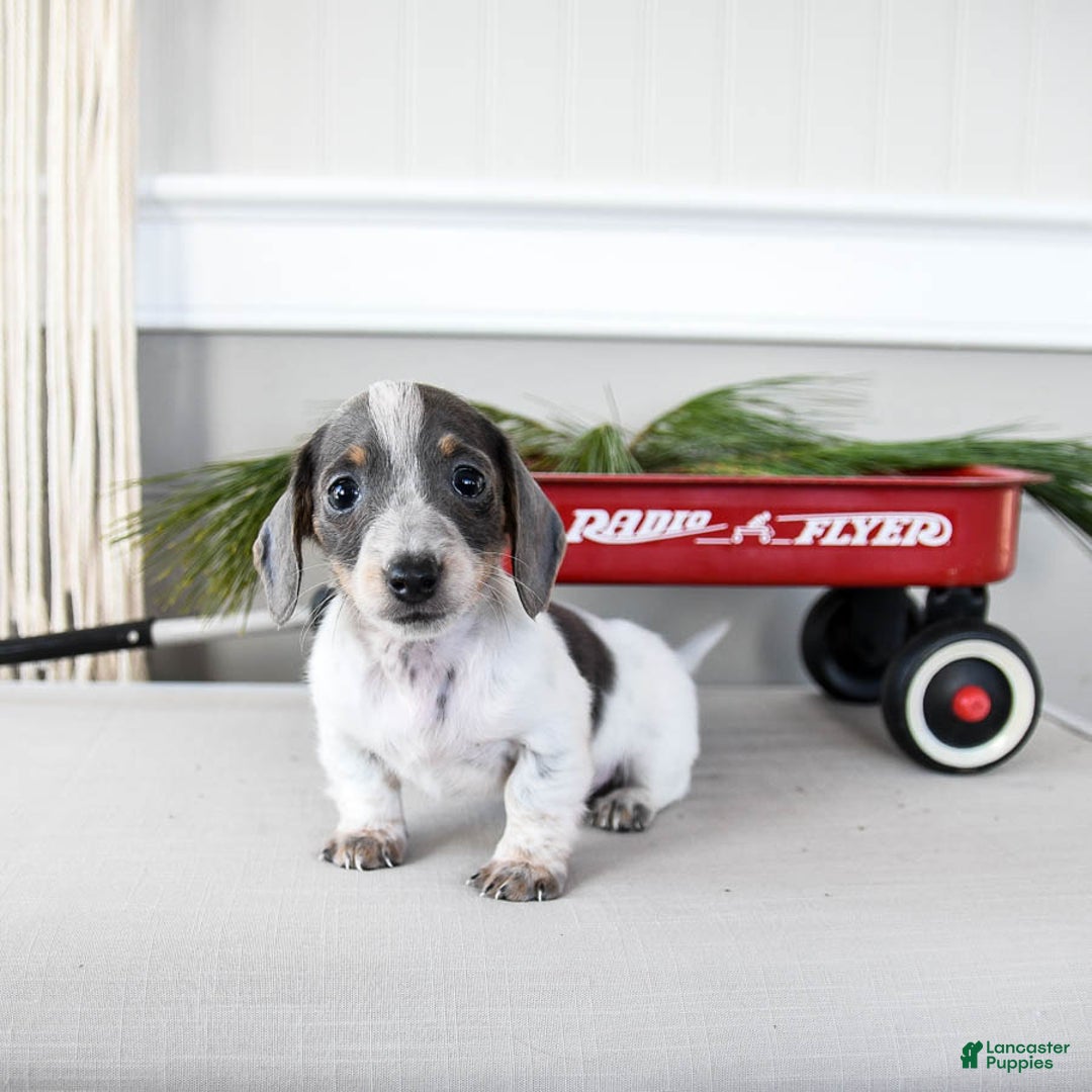 Dachshund dogs for sale: Joy - Ad 2