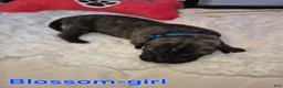 Great Dane dogs for sale: Blossom - Ad 1