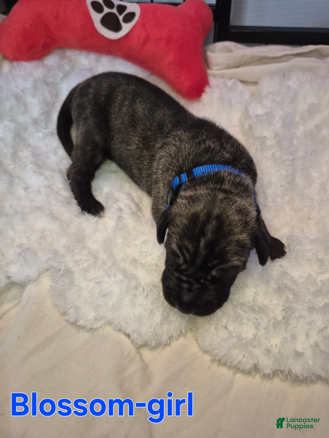 Great Dane dogs for sale: Blossom - Ad 1