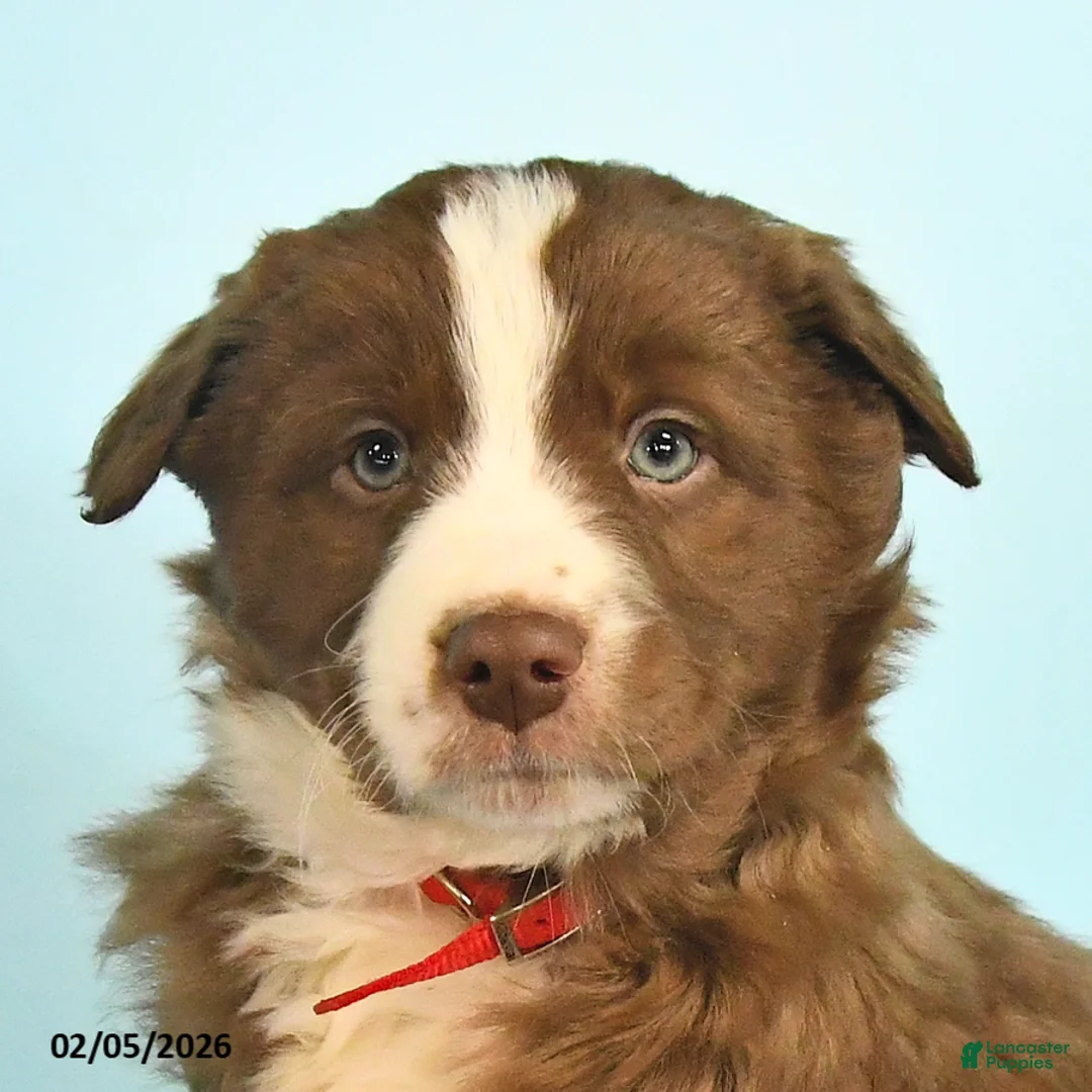Mixed Breed dogs for sale: Rusty - Ad 2