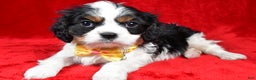 Cavalier King Charles Spaniel dogs for sale: Fritz - Ad 1