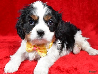 Cavalier King Charles Spaniel dogs Fritz - Ad 5