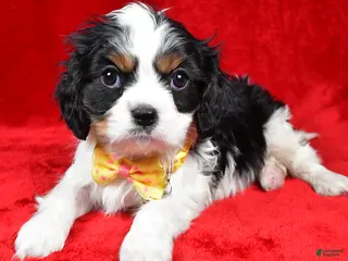 Cavalier King Charles Spaniel dogs Fritz - Ad 40
