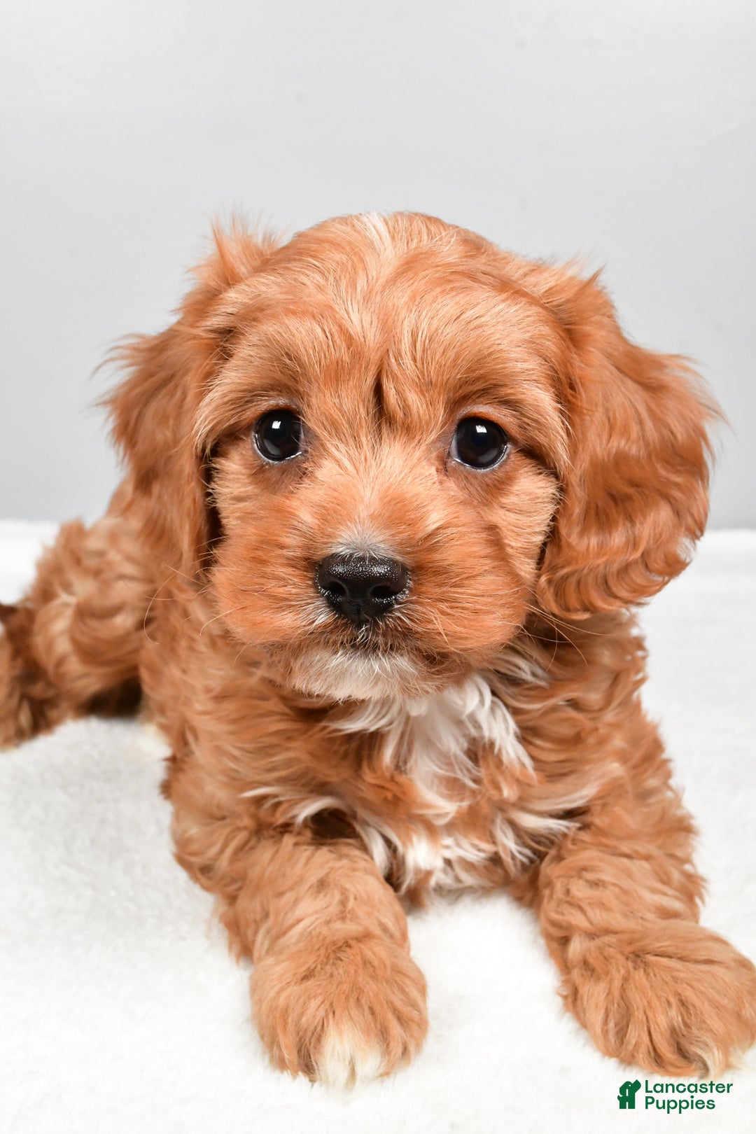 Cavapoo dogs for sale: Spencer  - Ad 6