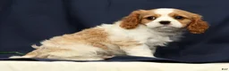 Cavalier King Charles Spaniel dogs for sale: Dominic - Ad 7