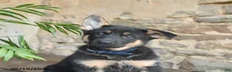 German Shepherd dogs for sale: Nikki - Ad 3