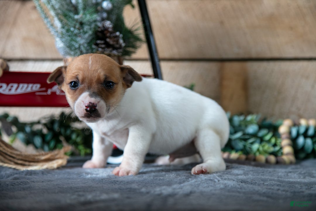 Jack Russell Terrier dogs for sale: Scooter - Ad 2