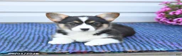 Welsh Corgi Pembroke dogs for sale: Diamond - Ad 3