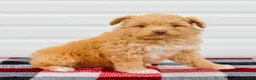 Mini Aussiedoodle dogs for sale: Caramel - Ad 4