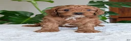 Cavapoo dogs for sale: Myles - Ad 10
