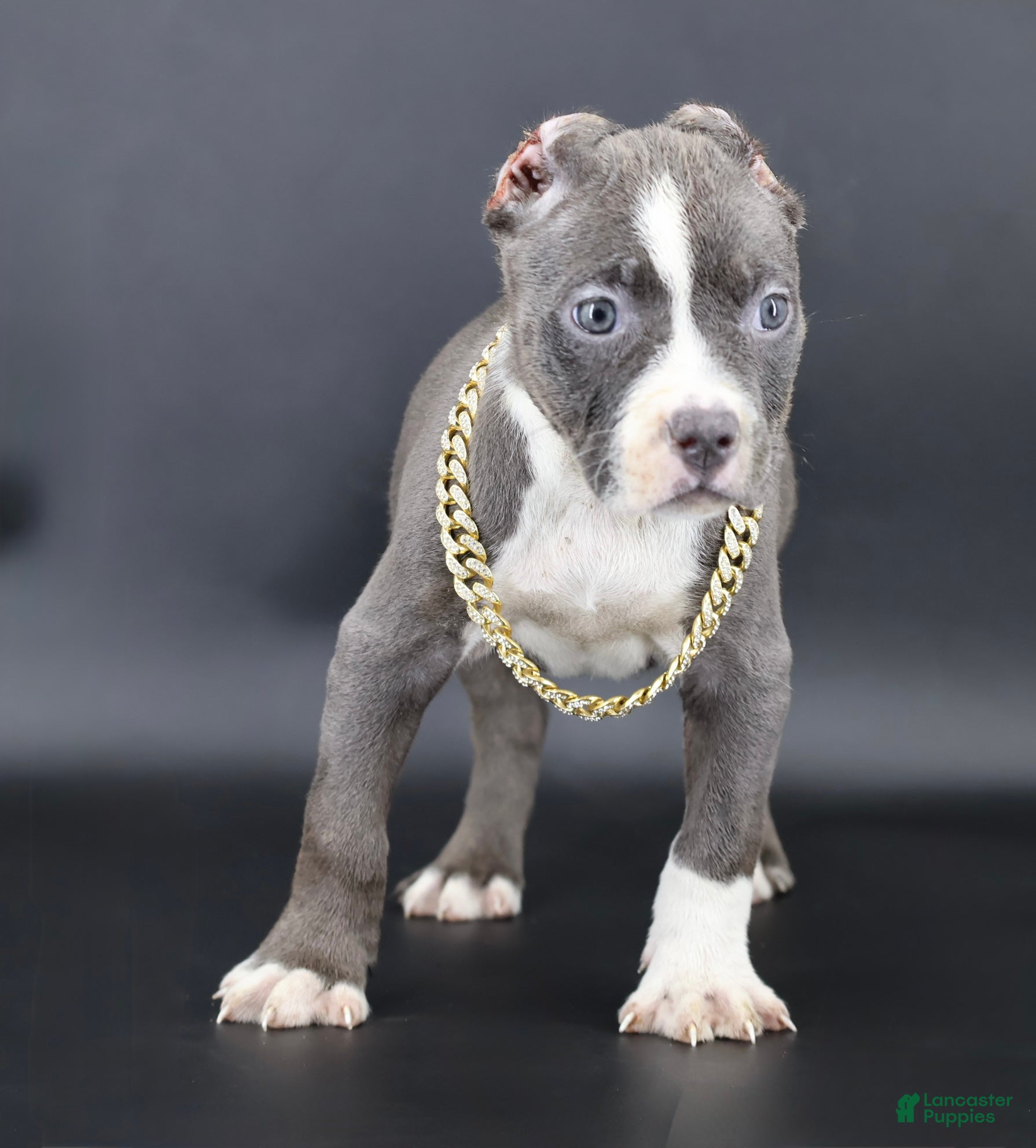 American Bully dogs Velvet - Ad 1