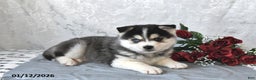 Pomsky dogs for sale: Archie - Ad 4