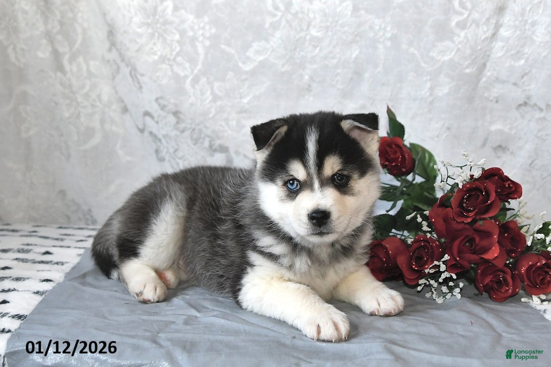 Pomsky dogs for sale: Archie - Ad 4