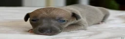 Italian Greyhound dogs for sale: Jane - Ad 2