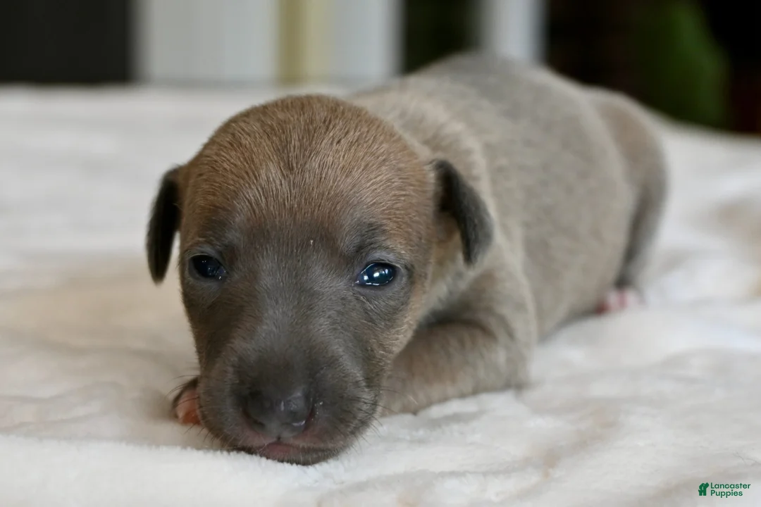 Italian Greyhound dogs for sale: Jane - Ad 2