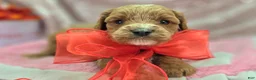 Cavapoo dogs for sale: Tundra - Ad 21