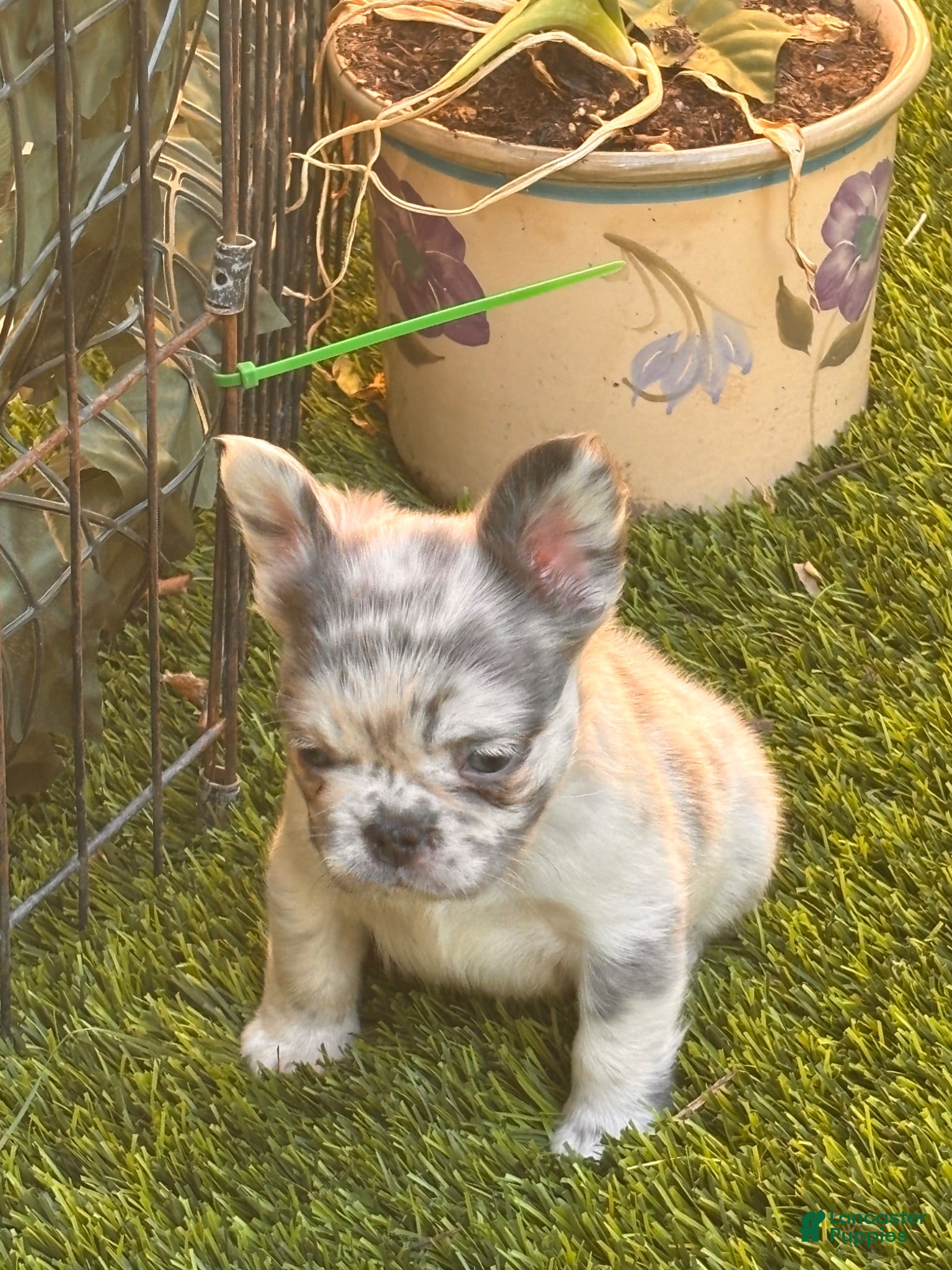 French Bulldog dogs Nevaeh - Ad 2