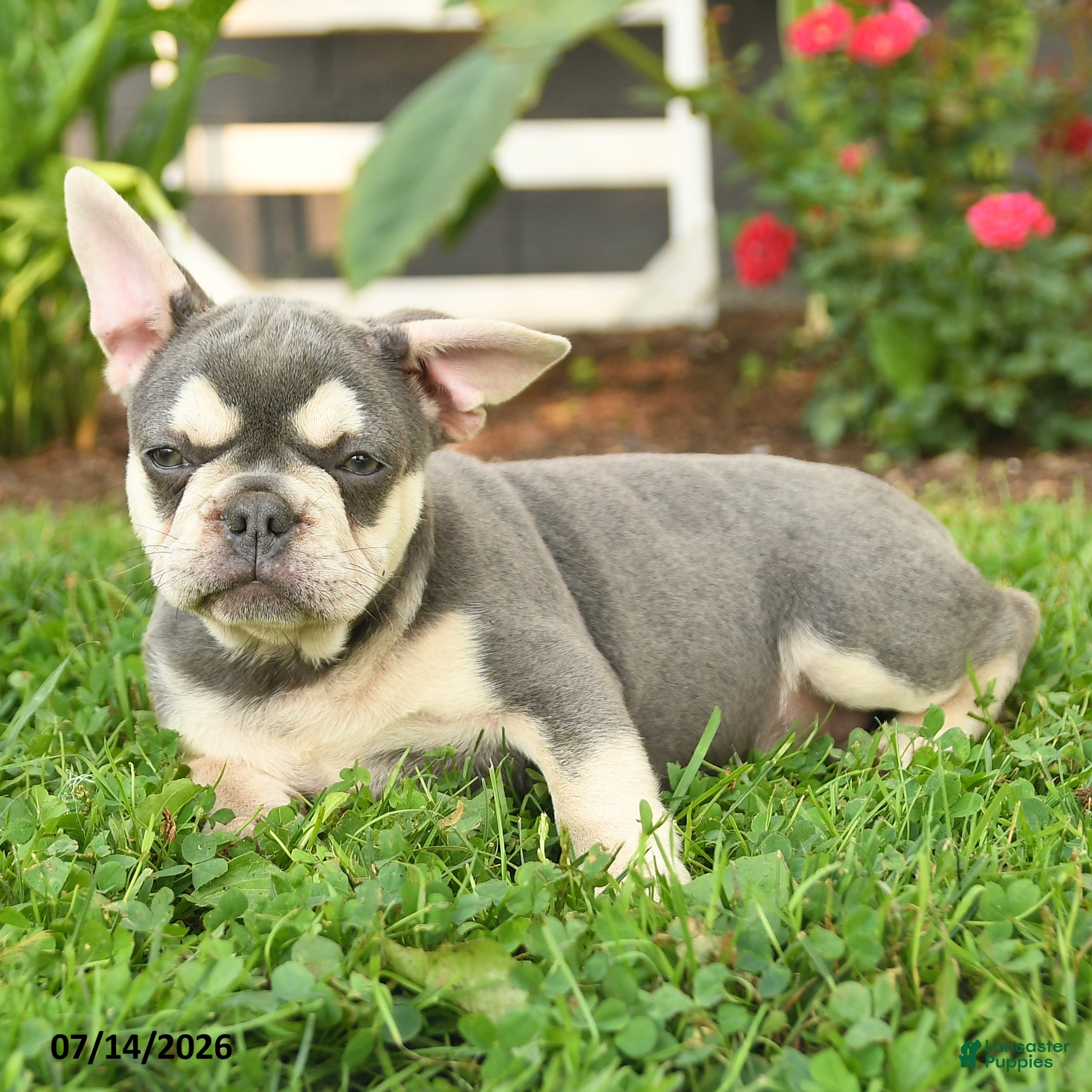 French Bulldog dogs Lucy - Ad 2