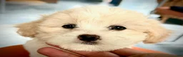 Maltipoo dogs for sale: Teddybear Maltipoo Female 1 - Ad 2