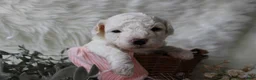 Bichpoo dogs for sale: Maple - Ad 1