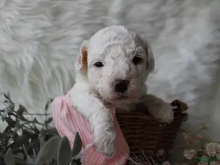 Bichpoo dogs for sale: Maple - Ad 2