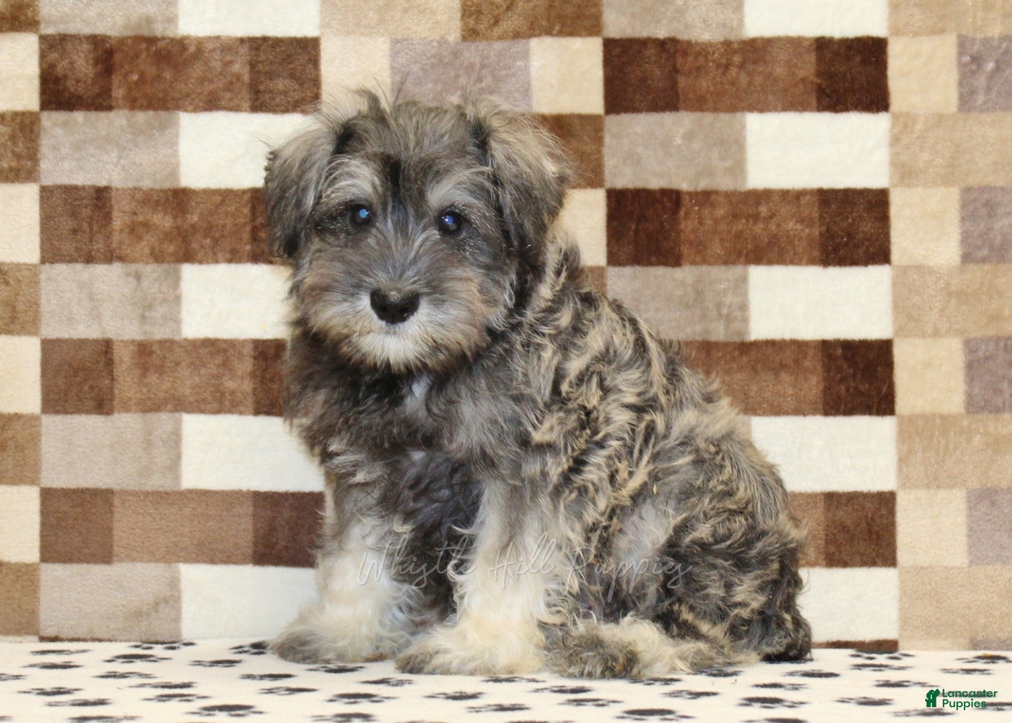 Miniature Schnauzer dogs Ernie - Ad 1