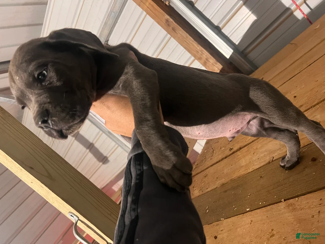 Cane Corso dogs for sale: Cane Corso Puppy 3 - Ad 3