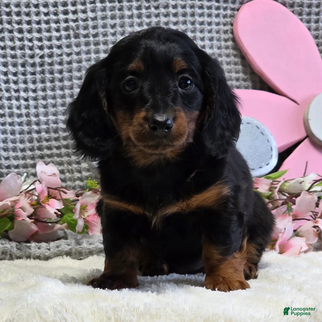 Miniature Dachshund dogs for sale: Emma - Ad 1
