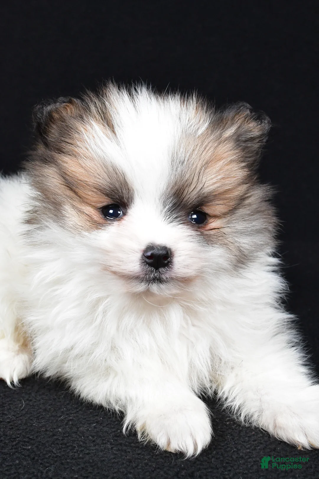 Pomeranian dogs for sale: Turbo - Ad 5